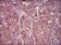 IL3RA Primary Antibody MP30516 [M8E11C5]
