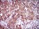 IL3RA Primary Antibody MP30516 [M8E11C5]