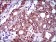 CFLAR Primary Antibody MP30517 [M6G11A6]