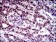 CFLAR Primary Antibody MP30517 [M6G11A6]