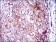 GPNMB Primary Antibody MP30520 [M7C10E5]
