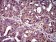 IL2RA Primary Antibody MP30522  [M1B5D12]