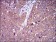 CLGN Primary Antibody  MP30523 [M1C8B6]