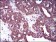 DNM1L Primary Antibody MP30524 [M4E11B11]