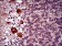 DNM1L Primary Antibody MP30524 [M4E11B11]
