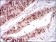 ONECUT3 Primary Antibody MP30533 [M7D4G10]