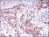 ONECUT3 Primary Antibody MP30534 [M10B2F5]
