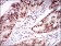 ONECUT3 Primary Antibody MP30534 [M10B2F5]