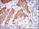 NPC1 Primary Antibody MP30538 [M8D10B6]
