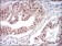 DNMT1 Primary Antibody MP30541 [M7C11A2]