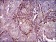 THY1 Primary Antibody MP30546 [M7E1B11]