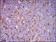 THY1 Primary Antibody MP30546 [M7E1B11]
