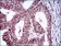 ZEB1 Primary Antibody MP30547 [M2A8A6]