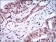 ZEB1 Primary Antibody MP30548 [M2A8H3]