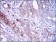 CD22 Primary Antibody MP30550 [M2H1C4]