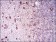 CD22 Primary Antibody MP30550 [M2H1C4]