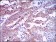 EGFR Primary Antibody MP30552 [M7A6F12]