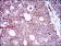 EGFR Primary Antibody MP30552 [M7A6F12]
