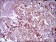 SYCP3 Primary Antibody MP30553 [M6F9B6]