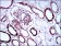 SYCP3 Primary Antibody MP30553 [M6F9B6]
