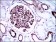 SYCP3 Primary Antibody MP30554 [M6F9C5]