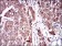 SERPINA7 Primary Antibody MP30556 [M5B11E9]