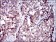 SERPINA7 Primary Antibody MP30556 [M5B11E9]