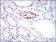MCAM Primary Antibody MP30560 [M6C3F1]