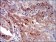 IGFBP7 Primary Antibody MP30565 [M1D9E7]