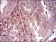 MAPK14 Primary Antibody MP30566 [M10B11C8]