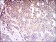 CD93 Primary Antibody MP30568 [M2F7D11]