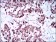 SOX10 Primary Antibody MP30574 [M2E7E8]