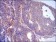 PLIN2 Primary Antibody MP30579 [M2C5H8]