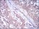 PLIN2 Primary Antibody MP30579 [M2C5H8]