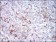 CD14 Primary Antibody MP30585 [M1H5D8]