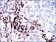 PTPRC Primary Antibody MP30588 [M5D3A3]