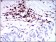 PTPRC Primary Antibody MP30588 [M5D3A3]