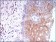 CSF1R Primary Antibody MP30589 [M6B9B9]