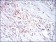 CD14 Primary Antibody MP30590 [M4B4F12]