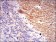 GABBR2 Primary Antibody MP30603 [M5G7F7]