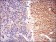 GABBR2 Primary Antibody MP30604 [M5G7B9]