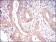 EIF2A Primary Antibody MP30605 [M3A7A8]