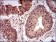 NBN Primary Antibody MP30608 [M7E4C2]