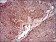 Bpifa2 Primary Antibody MP30609 [M3F8E4]