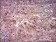 Bpifa2 Primary Antibody MP30609 [M3F8E4]