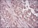 NT5E Primary Antibody MP30611 [M4G6B10]