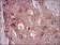 NT5E Primary Antibody MP30611 [M4G6B10]