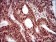 NBN Primary Antibody MP30612 [M7E4A2]
