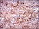NT5E Primary Antibody MP30614 [M4G6E3]