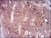 NT5E Primary Antibody MP30614 [M4G6E3]